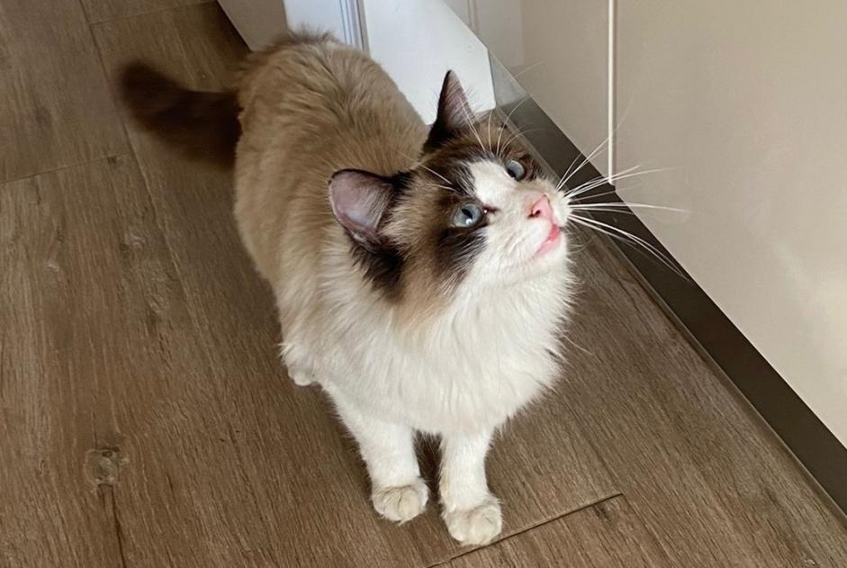 Discovery alert Cat Female , 1 year València Spain Discovery alert Cat Female , 1 year València Spain